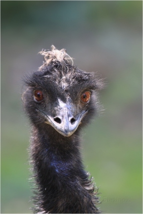 <p>EMU HNĚDÝ (Dromaius novaehollandiae) ZOO Ústí nad Labem</p>